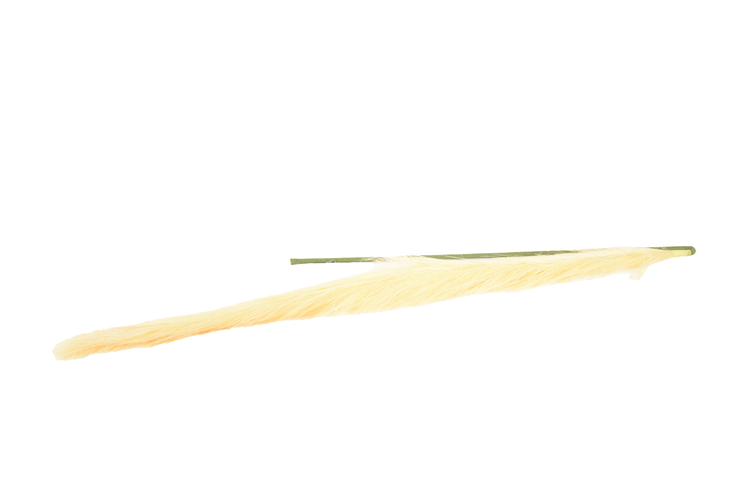 405 Hastes de Pampas Grass e Plumas Secas (Boho Chic) - Image 1