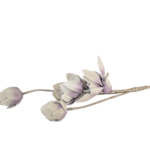 Ramos Silvestres, Espigas e Flores de Campo (Rustic & Field Flowers)