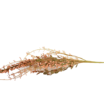 Ramos Silvestres, Espigas e Flores de Campo (Rustic & Field Flowers)