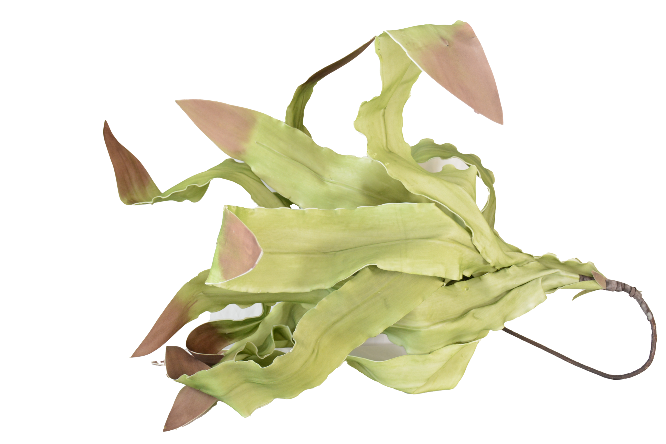 432 Folhagens, Ramos Verdes e Elementos Botânicos Orgânicos - Image 1