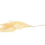 Hastes de Pampas Grass e Plumas Secas (Boho Chic)