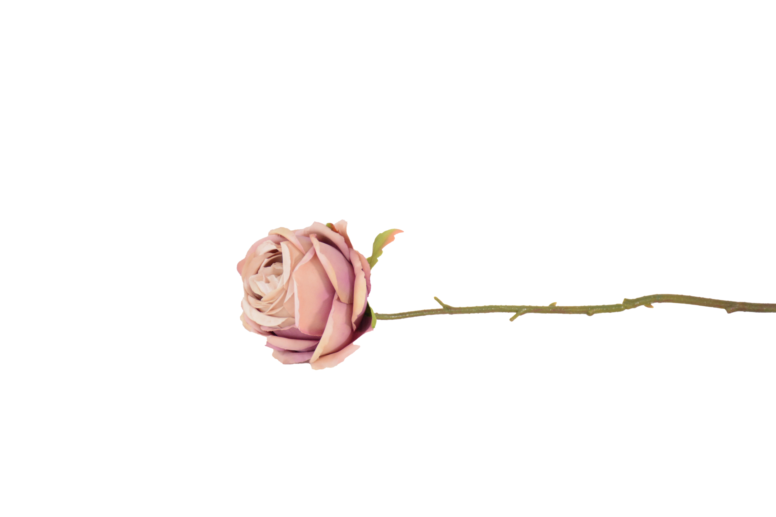 505 Botões de Rosas, Peónias e Flores Clássicas Solitárias - Image 1