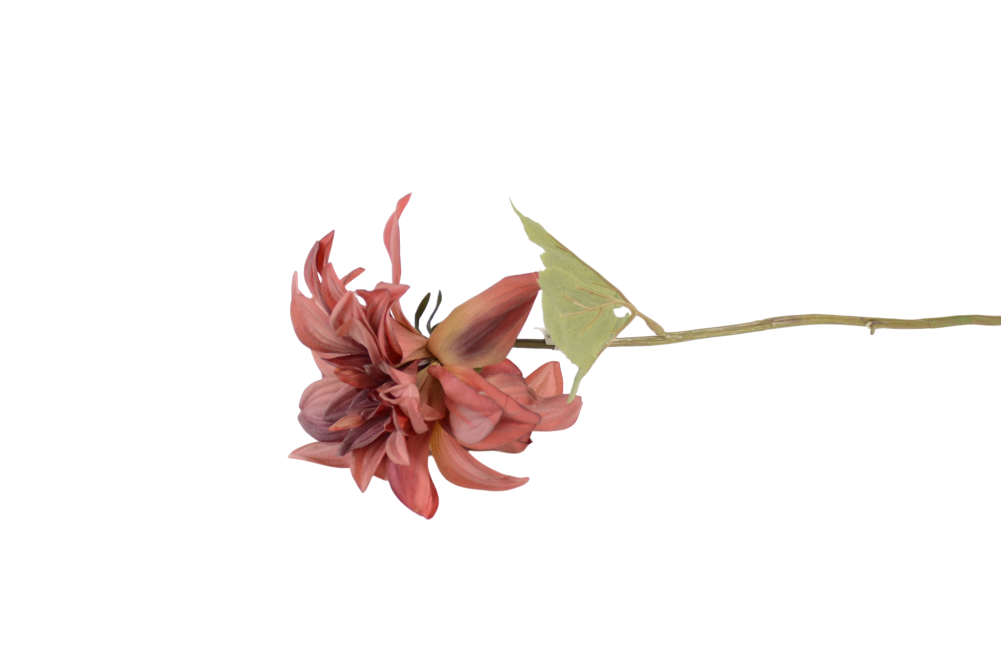 516 Botões de Rosas, Peónias e Flores Clássicas Solitárias - Image 1