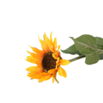 Ramos Silvestres, Espigas e Flores de Campo (Rustic & Field Flowers)