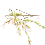 Ramos Silvestres, Espigas e Flores de Campo (Rustic & Field Flowers)