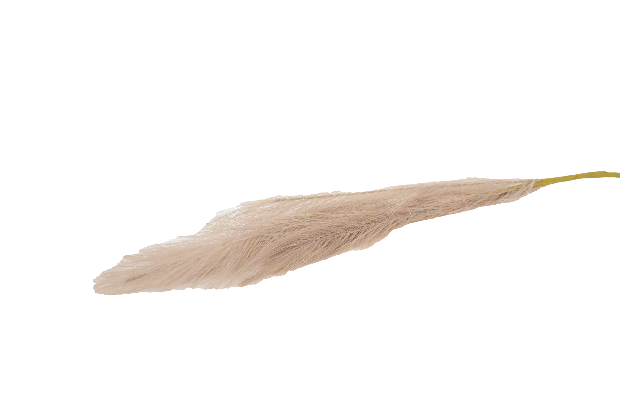 539 Hastes de Pampas Grass e Plumas Secas (Boho Chic) - Image 1