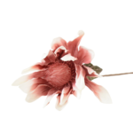 Botões de Rosas, Peónias e Flores Clássicas Solitárias