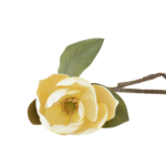 Botões de Rosas, Peónias e Flores Clássicas Solitárias