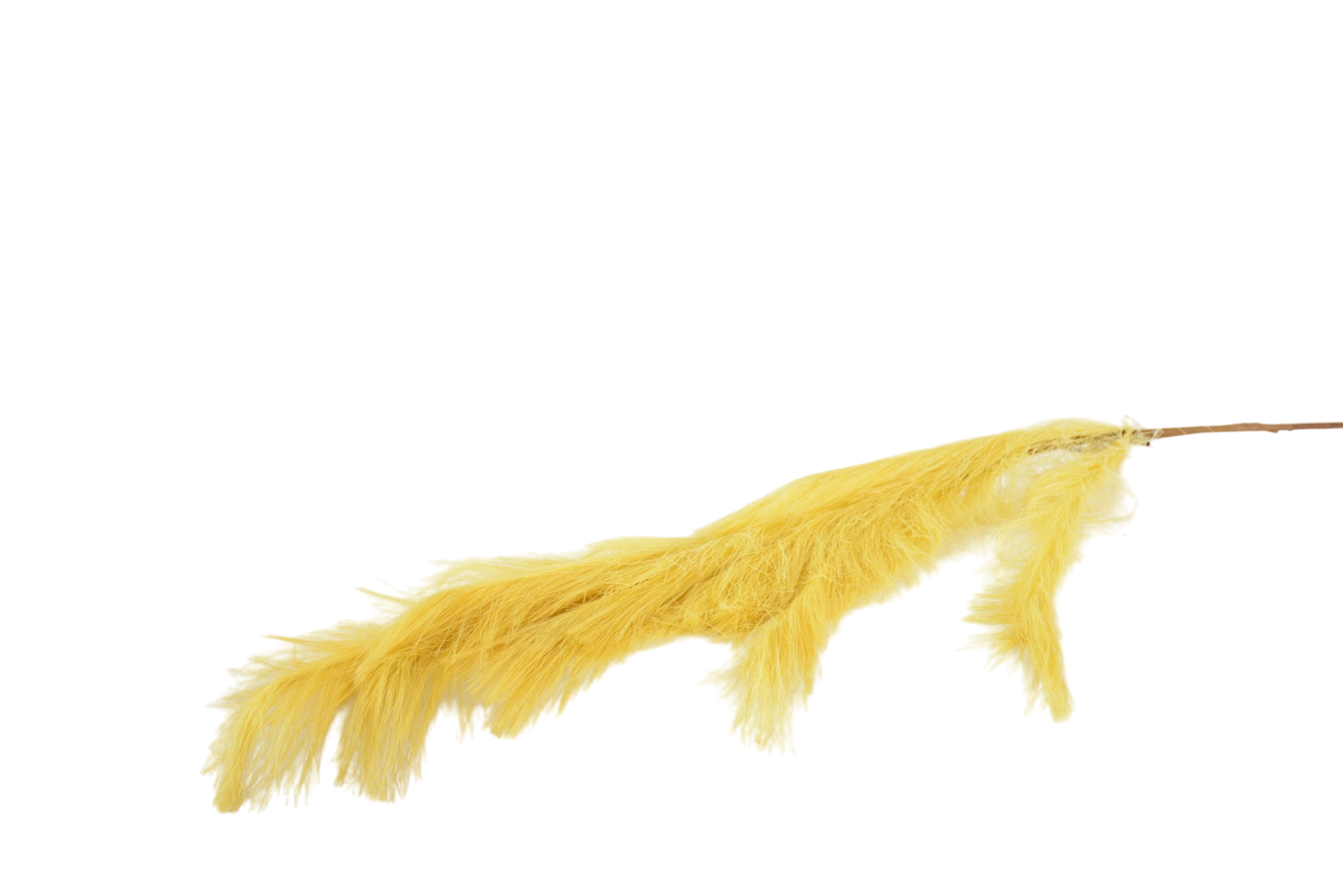 564 Hastes de Pampas Grass e Plumas Secas (Boho Chic) - Image 1