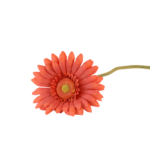 Ramos Silvestres, Espigas e Flores de Campo (Rustic & Field Flowers)
