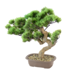 Mini Bonsai Tradicional