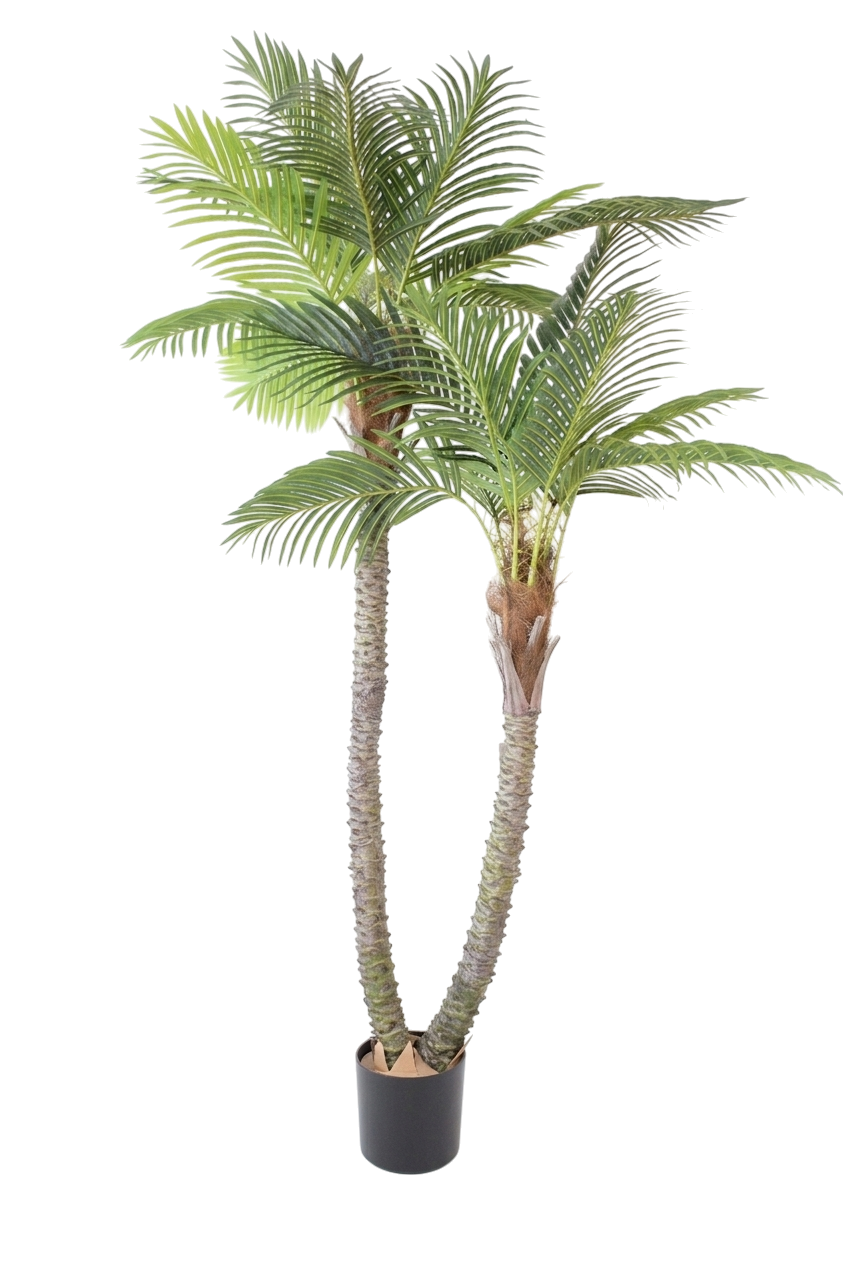 574 Palmeira Tropical de Tronco Duplo - Image 1