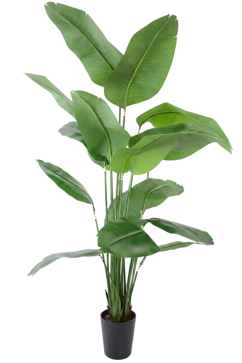 577 Strelitzia / Bananeira Deep Green - Image 1