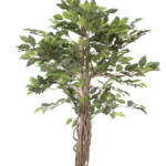Ficus de Tronco Trançado Rústico