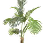 Palmeira Areca Compacta Fina