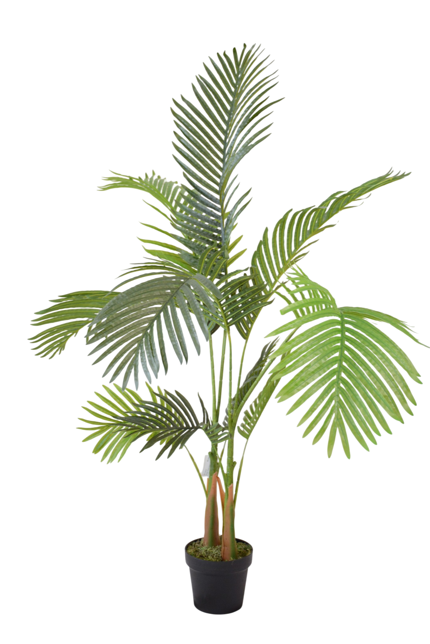 604 Palmeira Areca Compacta Fina - Image 1